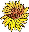 Swirl Sunflower